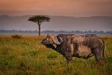 135 Masai Mara, buffel